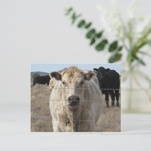 Das ist ein Roundup! Schwarz-Weiß-Kuhherde - Charo Postkarte (Stehend Vorderseite)