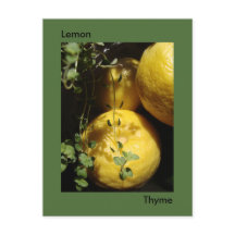 Das ist Lemon Thyme.