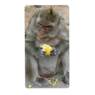 Das ist meins! ... Wild Thai Macaque Monkey