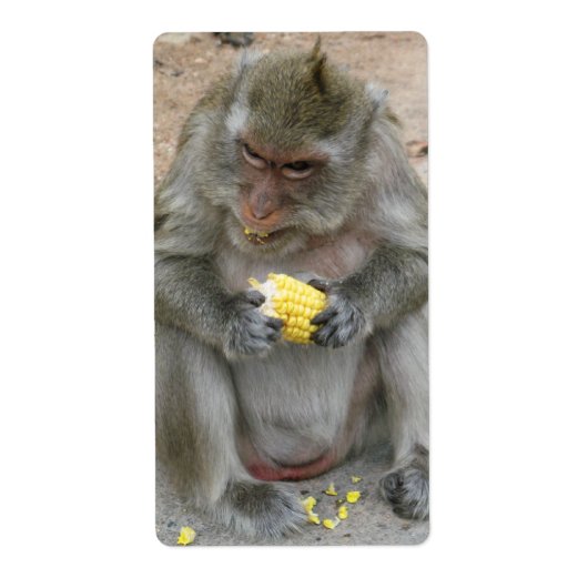Das ist meins! ... Wild Thai Macaque Monkey (Vorne)