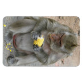 Das ist meins! ... Wild Thai Macaque Monkey Magnet (Horizontal)