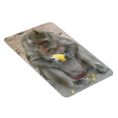 Das ist meins! ... Wild Thai Macaque Monkey Magnet (Rechte Seite)