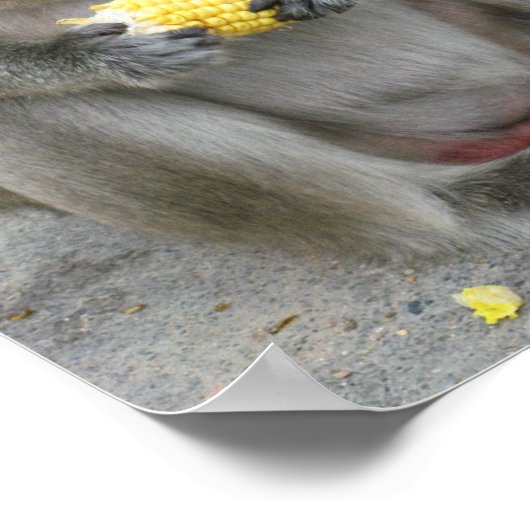 Das ist meins! ... Wild Thai Macaque Monkey Poster (Ecke)