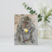 Das ist meins! ... Wild Thai Macaque Monkey Postkarte (Stehend Vorderseite)