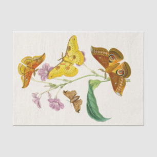 Das Kabinett der orientalischen Entomologie Pl XII Seidenpapier