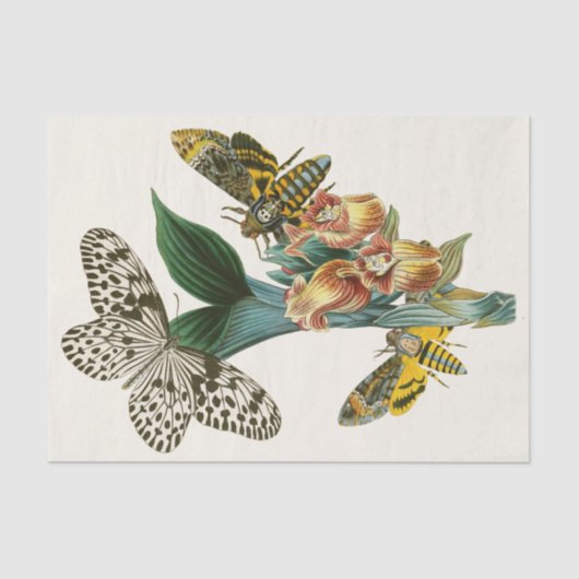 Das Kabinett der orientalischen Entomologie Pl XLI Seidenpapier (Vorderseite)