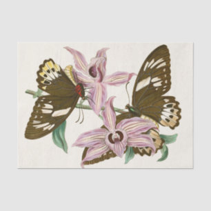 Das Kabinett für orientalische Entomologie Pl XV Seidenpapier