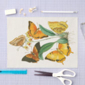 Das Kabinett für orientalische Entomologie Pl XXII Seidenpapier (Handwerk)