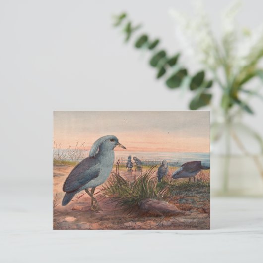 Das Kagu von Joseph Wolf Postkarte (Stehend Vorderseite)