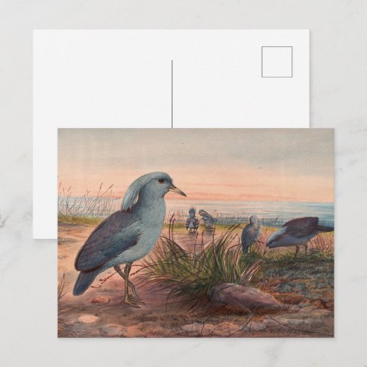 Das Kagu von Joseph Wolf Postkarte (Vorne/Hinten)