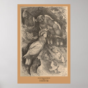 Das Kakadu des Leadbeaters Poster