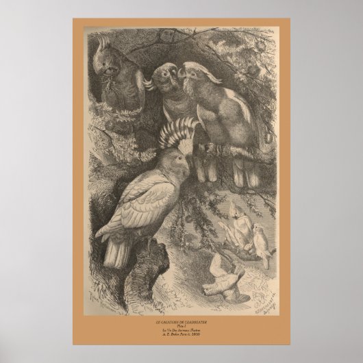 Das Kakadu des Leadbeaters Poster (Vorne)