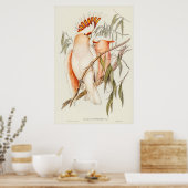 Das Kakadu des Leadbeaters von Elizabeth Gould Poster (Küche)