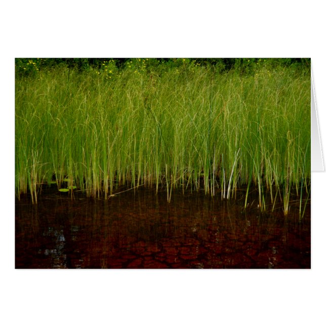 Das Kante-Schongebiet (Vorderseite (Horizontal))