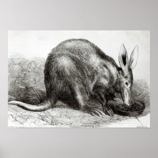 Das Kap Ant-Eater Poster (Vorne)