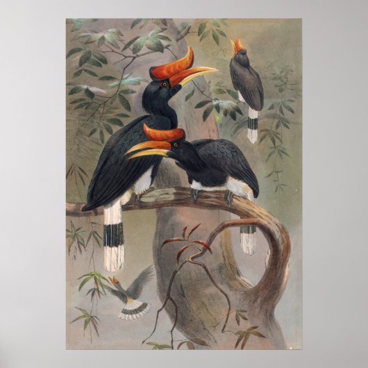 Das kaskadierte Hornbill durch Joseph Wolf Poster (Vorne)