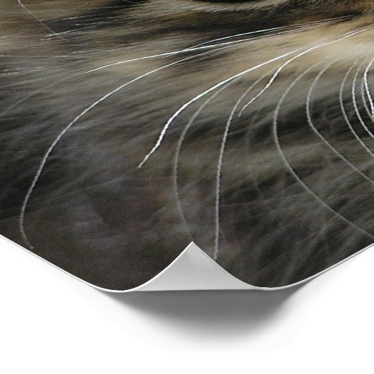 Das Kitten Poster 2 (Ecke)