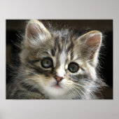 Das Kitten Poster 2 (Vorne)