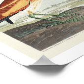 Das kleinste Bittern von Audubon Poster (Ecke)