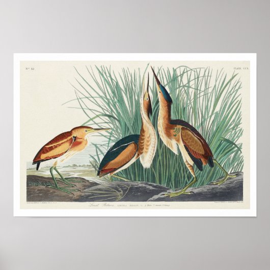 Das kleinste Bittern von Audubon Poster (Vorne)