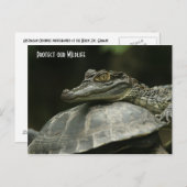 Das Krokodil und die Schildkrötenkarte Postkarte (Vorne/Hinten)