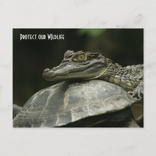 Das Krokodil und die Schildkrötenkarte Postkarte (Vorderseite)
