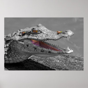 Das lächelnde Krokodil und die Fliegen Poster