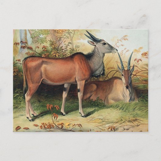 Das Land von Joseph Wolf Postkarte (Vorderseite)