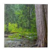 Das Landschaftliche Gebiet der Ross Creek Cedars Fliese (Vorderseite)