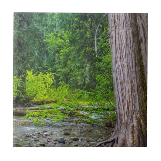 Das Landschaftliche Gebiet der Ross Creek Cedars Fliese (Vorderseite)