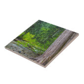 Das Landschaftliche Gebiet der Ross Creek Cedars Fliese (Seite)