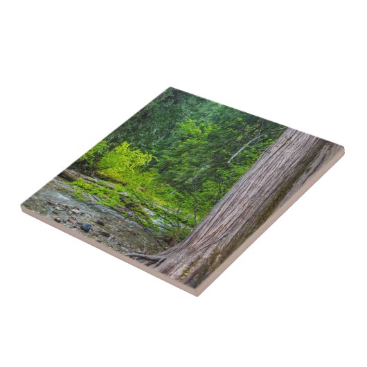 Das Landschaftliche Gebiet der Ross Creek Cedars Fliese (Seite)