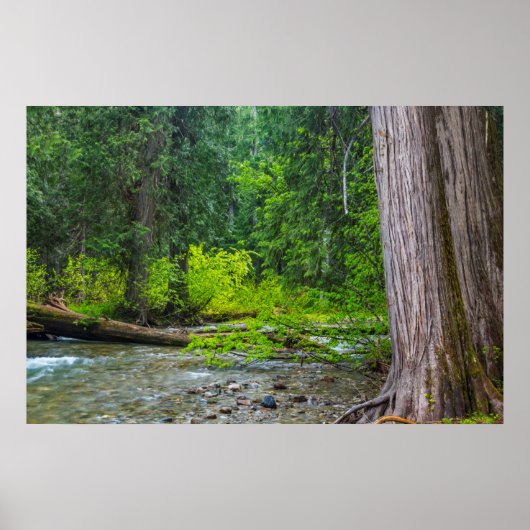 Das Landschaftliche Gebiet der Ross Creek Cedars Poster (Vorne)