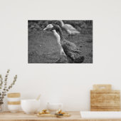 Das Laufen der Enten Poster (Küche)
