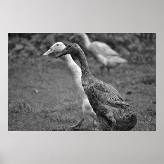 Das Laufen der Enten Poster (Vorne)