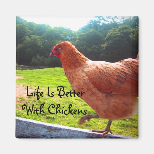 Das Leben bei Hühnern ist besser Magnet (Vorne)