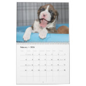 Das Leben eines Boxer-Hundes - niedliche Kalender (Feb 2026)