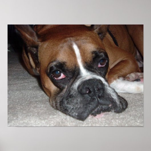 Das Leben eines Hundes Poster (Vorne)