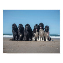 Das Leben ist besser bei Jungfüßerhunden am Strand