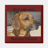 Das Leben ist besser mit einem RHODESIAN RIDGEBACK Magnet (Vorne)