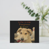 "Das Leben ist die gründlichste Schule" Hundekunst Postkarte (Stehend Vorderseite)