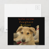 "Das Leben ist die gründlichste Schule" Hundekunst Postkarte (Vorne/Hinten)