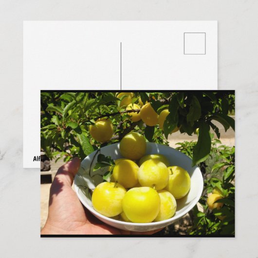 Das Leben ist ein Teller Pflaumen Postkarte (Vorne/Hinten)