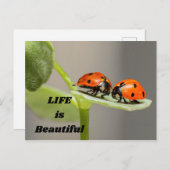 Das Leben ist schön - Ladybug Postkarte (Vorne/Hinten)