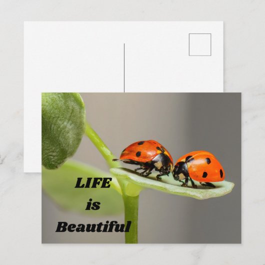 Das Leben ist schön - Ladybug Postkarte (Vorne/Hinten)
