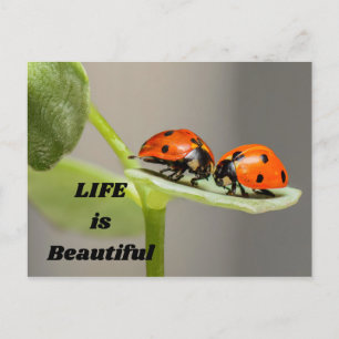 Das Leben ist schön - Ladybug Postkarte