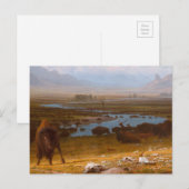 Das Letzte vom Buffalo Postkarte (Vorne/Hinten)