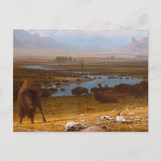 Das Letzte vom Buffalo Postkarte (Vorderseite)