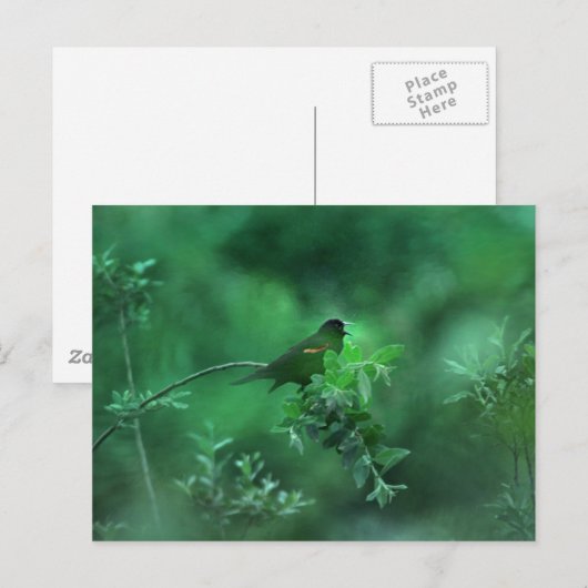 Das Lied Postkarte (Vorne/Hinten)