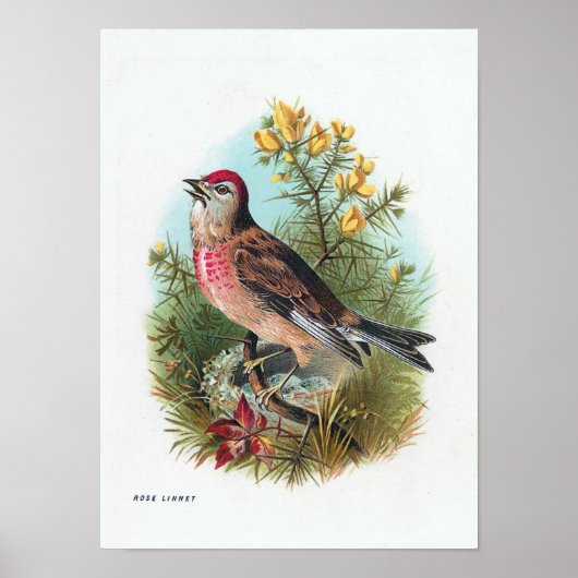 Das Linnet der Rose Poster (Vorne)